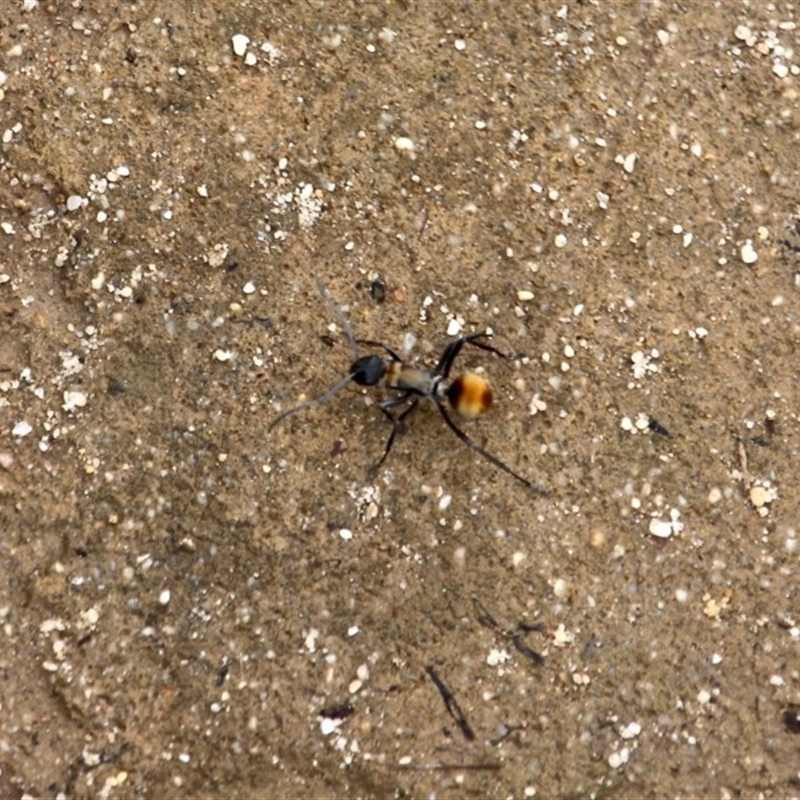 Polyrhachis ammon