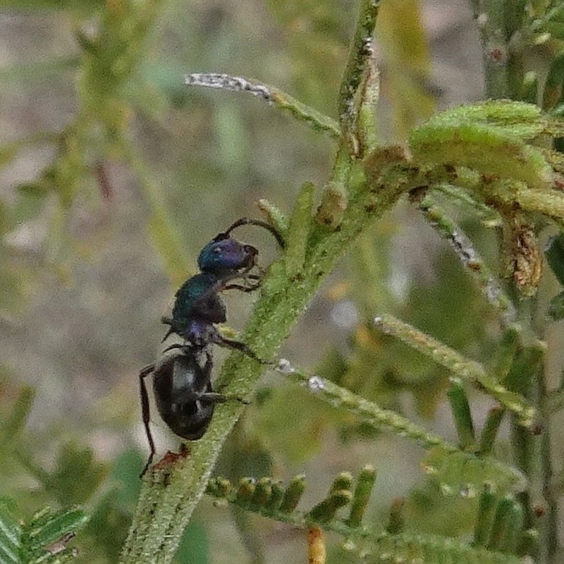 Polyrhachis hookeri