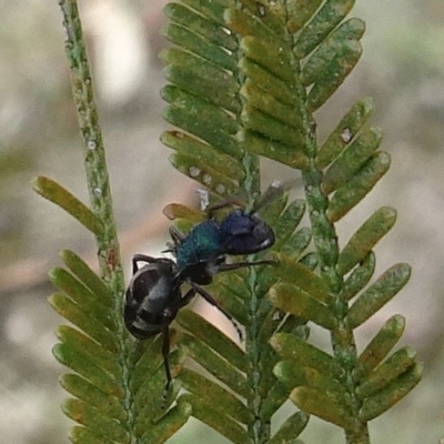 Image by Jackie Miles at Brogo Dam