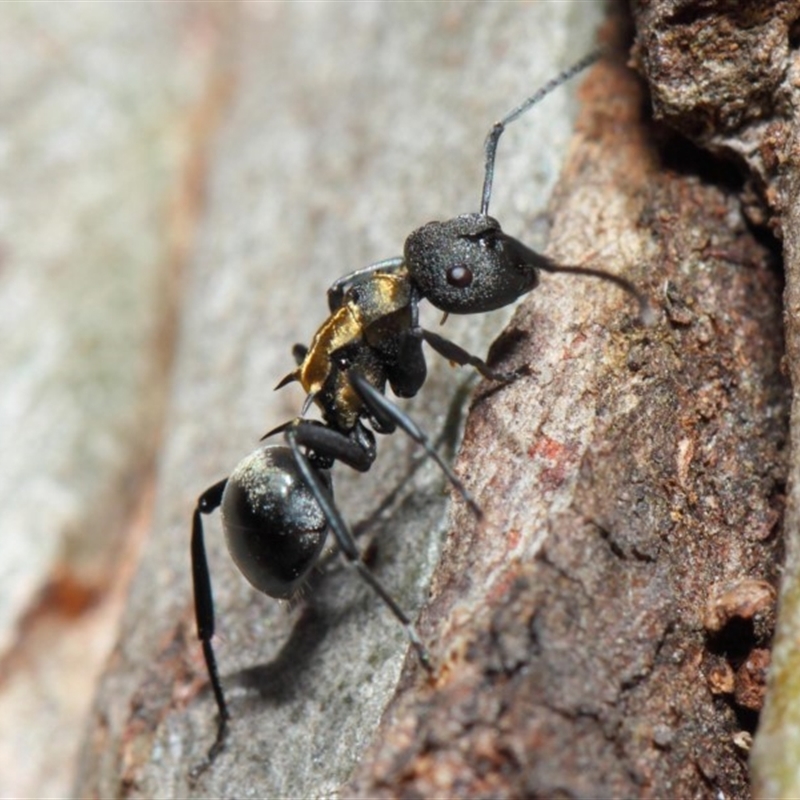 Polyrhachis ornata