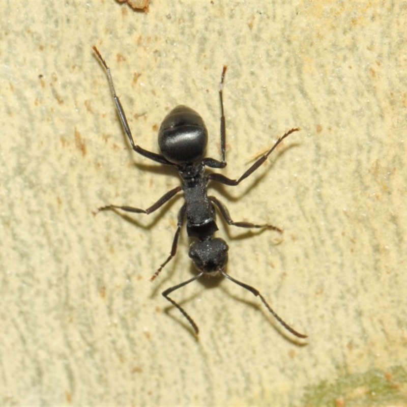 Polyrhachis phryne