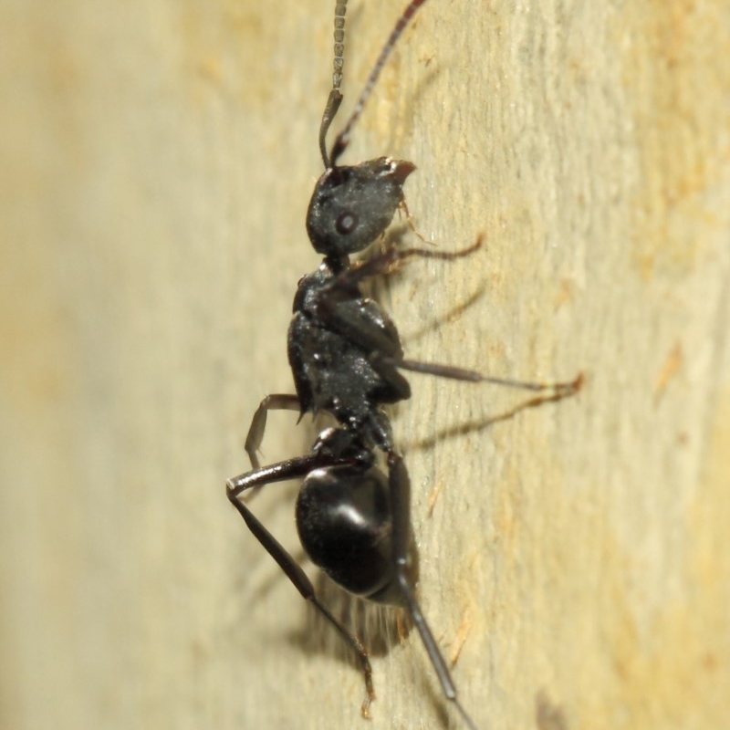 Polyrhachis phryne