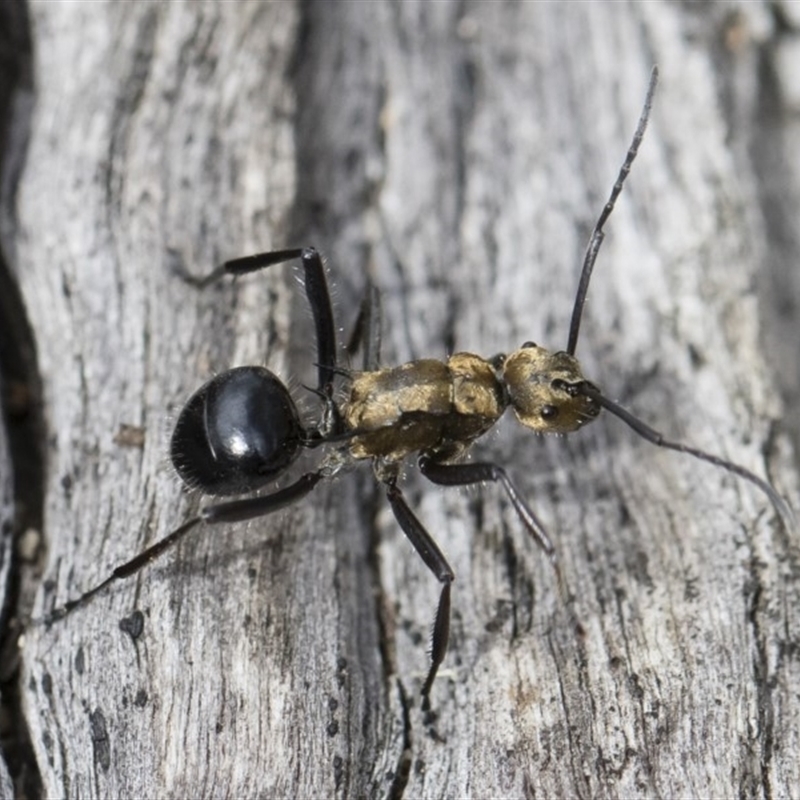 Polyrhachis semiaurata