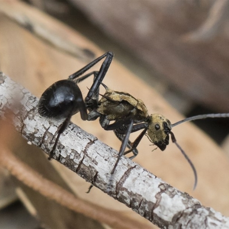 Polyrhachis semiaurata