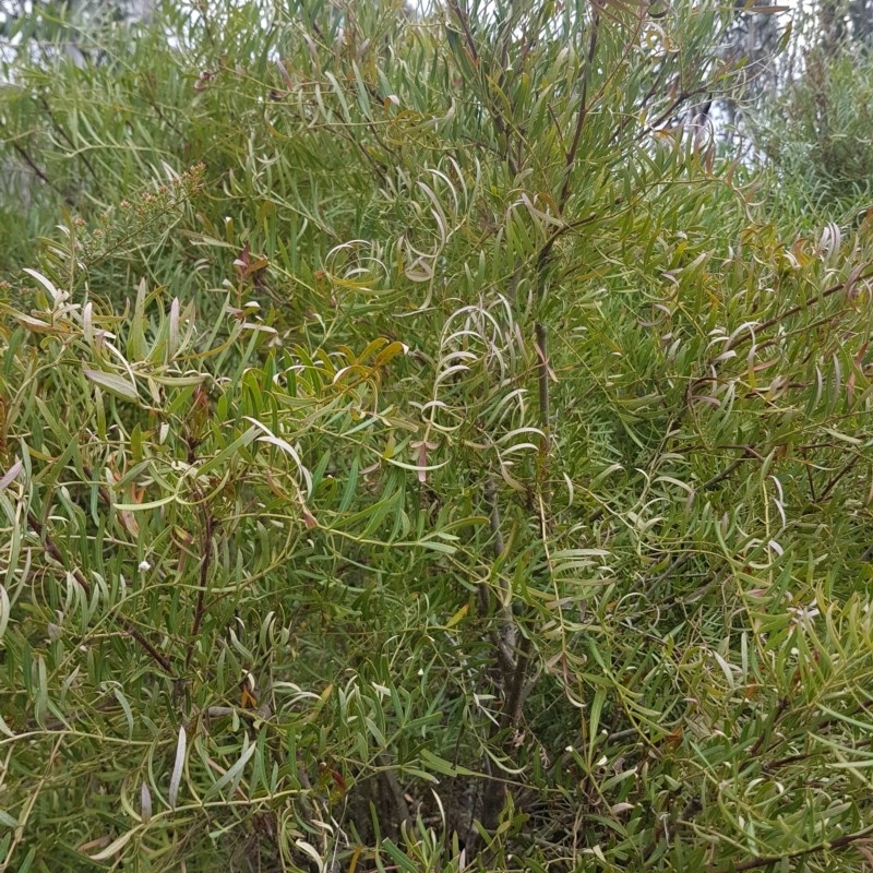 Polyscias sambucifolia