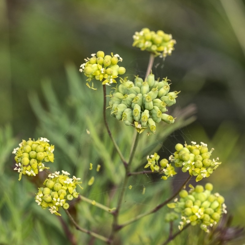 Polyscias sambucifolia