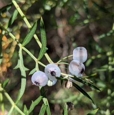 Polyscias sambucifolia subsp. Bipinnate leaves (J.H.Ross 3967) Vic. Herbarium