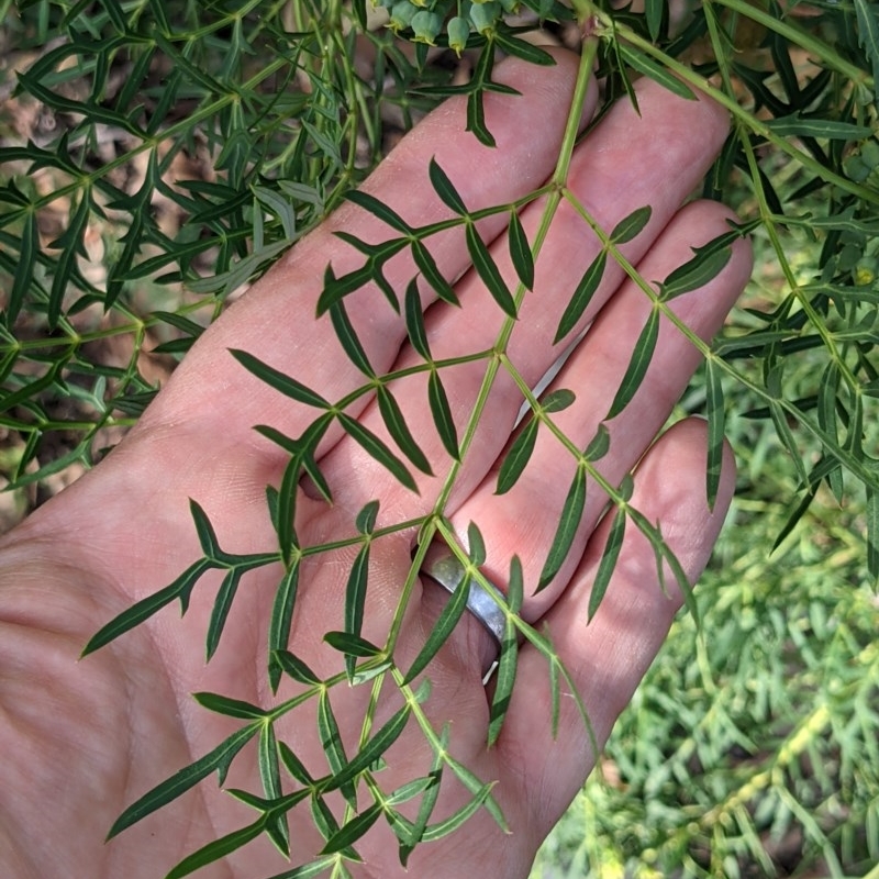 Polyscias sambucifolia subsp. Bipinnate leaves (J.H.Ross 3967) Vic. Herbarium