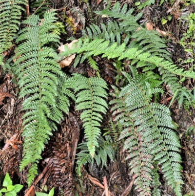 Polystichum australiense