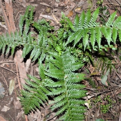 Polystichum australiense