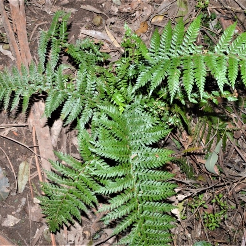 Polystichum australiense