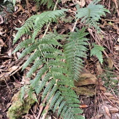 Polystichum australiense