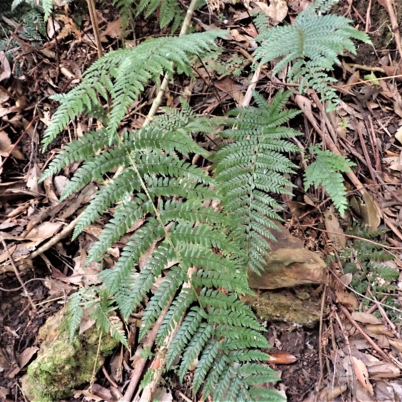 Polystichum australiense