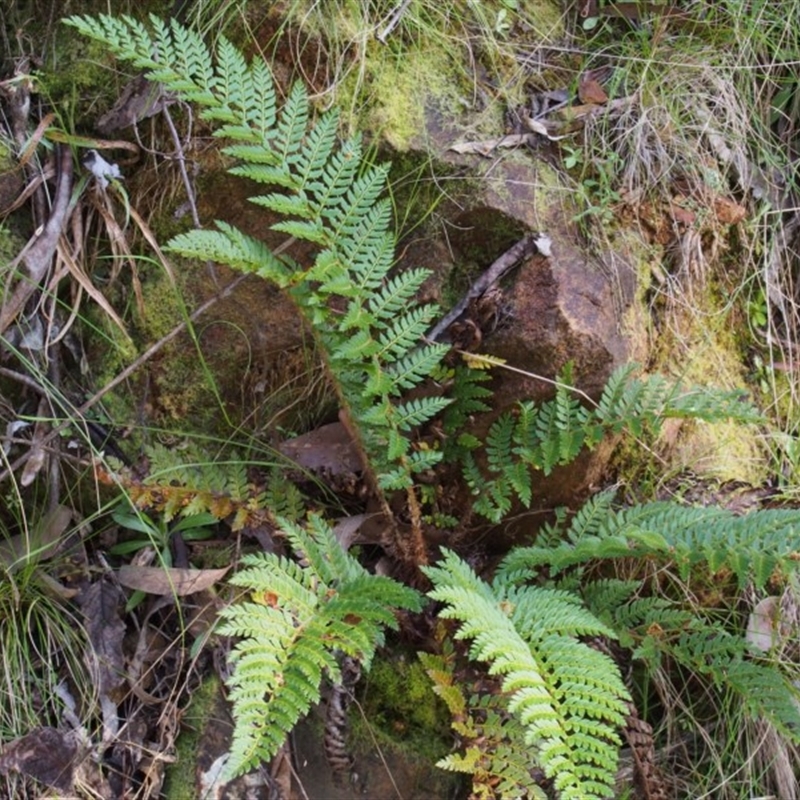 Polystichum proliferum