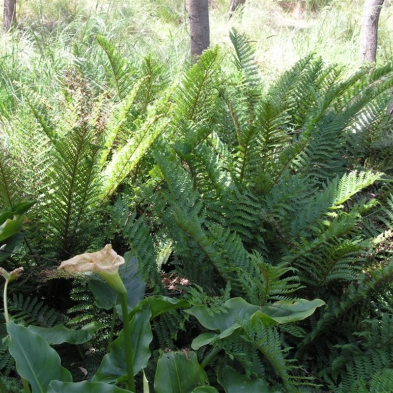 Polystichum proliferum