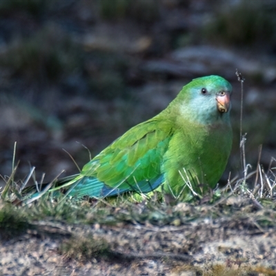 Polytelis swainsonii