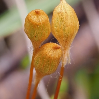 Polytrichum