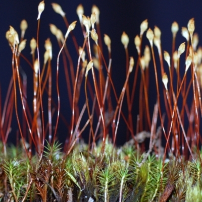 Polytrichum commune