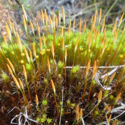 Polytrichum commune