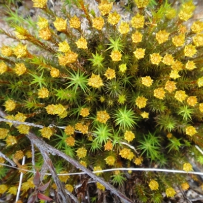 Polytrichum commune