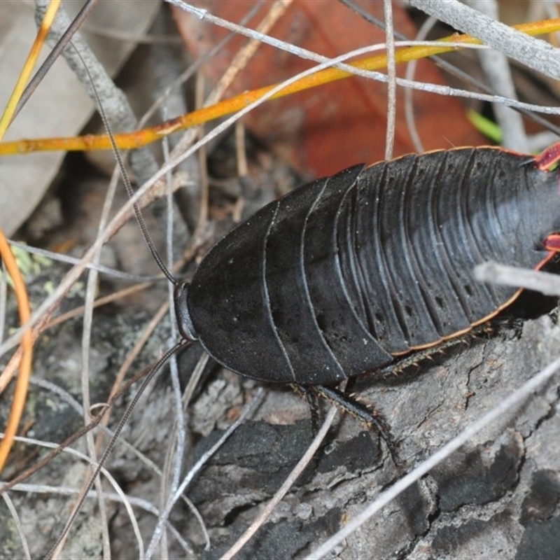 Polyzosteria aenea