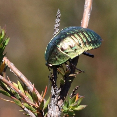 Polyzosteria viridissima