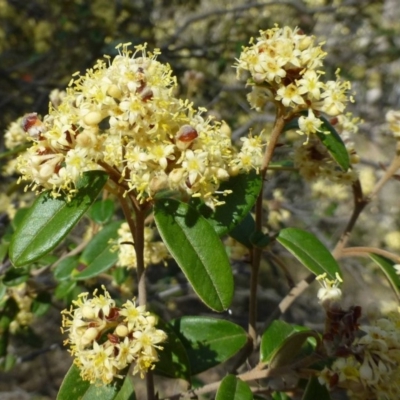 Pomaderris andromedifolia