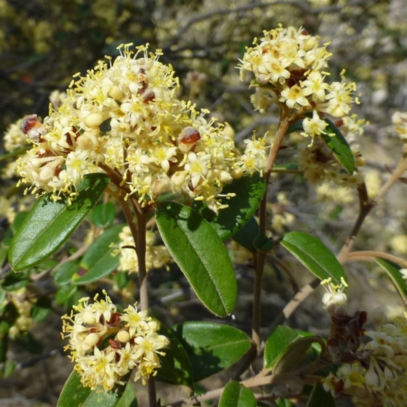 Pomaderris andromedifolia