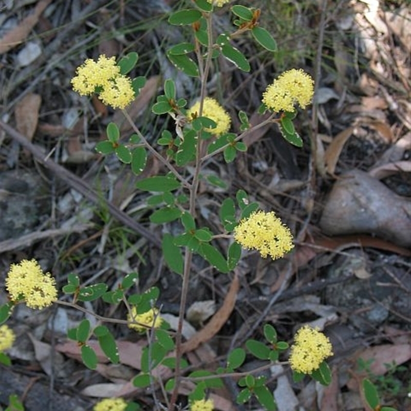 Pomaderris andromedifolia subsp. andromedifolia