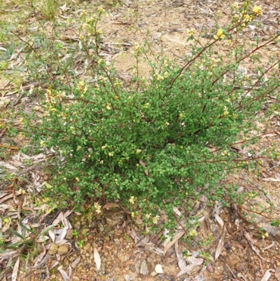 Pomaderris andromedifolia subsp. andromedifolia