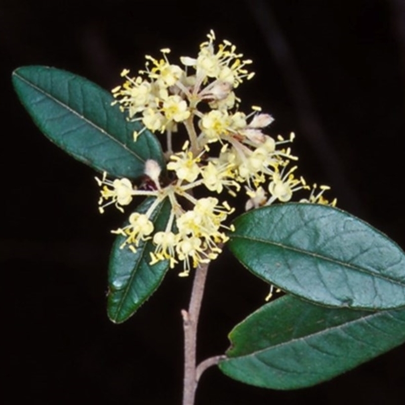 Pomaderris andromedifolia subsp. confusa