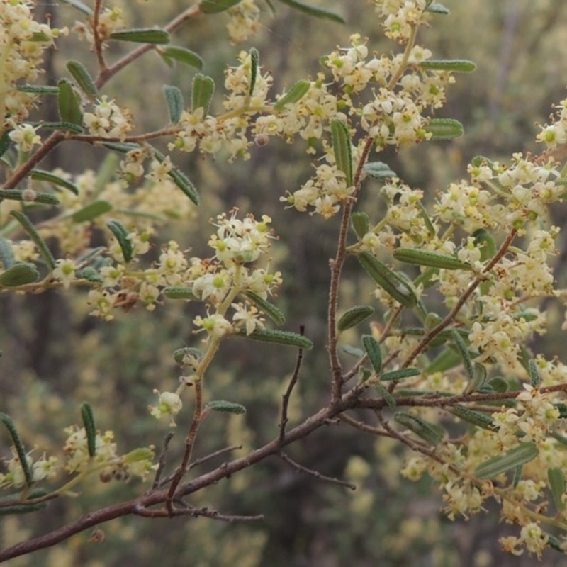 Pomaderris angustifolia