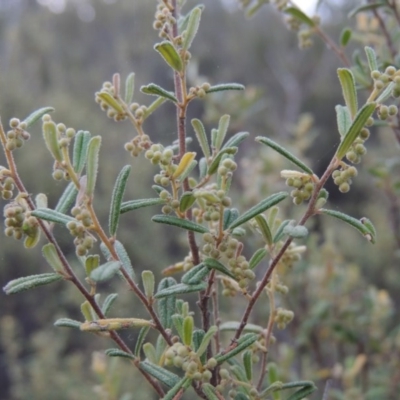 Pomaderris angustifolia