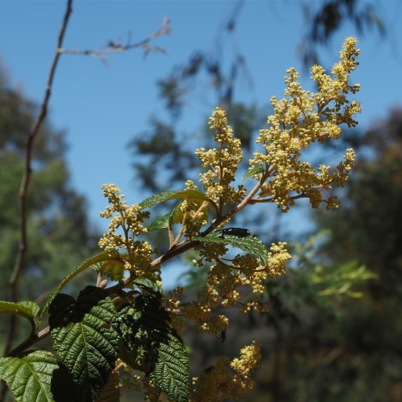 Pomaderris aspera