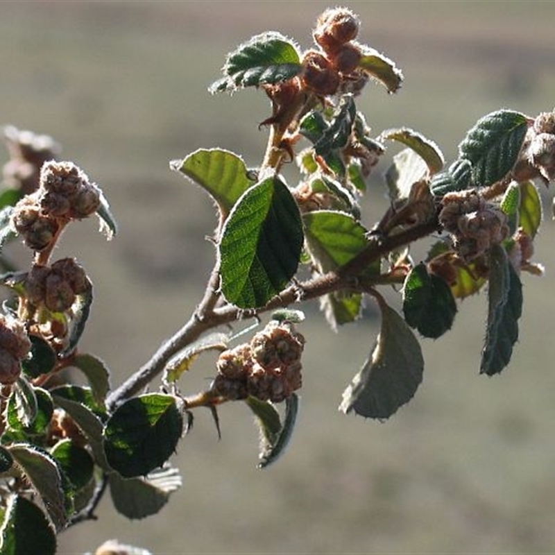 Pomaderris betulina subsp. betulina