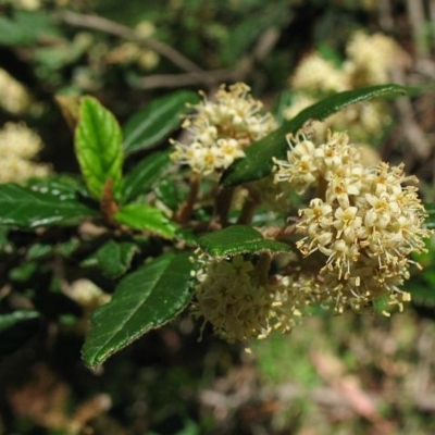 Pomaderris betulina subsp. betulina