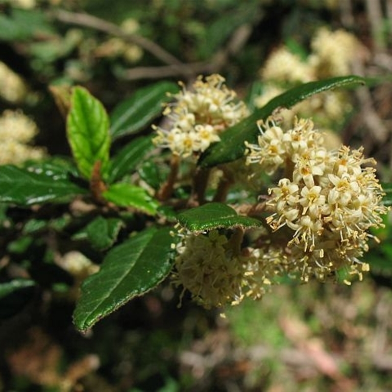 Pomaderris betulina subsp. betulina