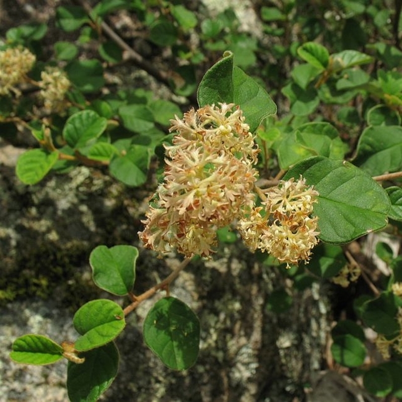 Pomaderris cotoneaster