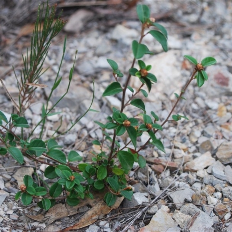 Pomaderris delicata