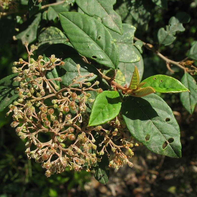 Pomaderris discolor