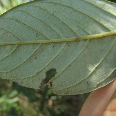 Pomaderris discolor