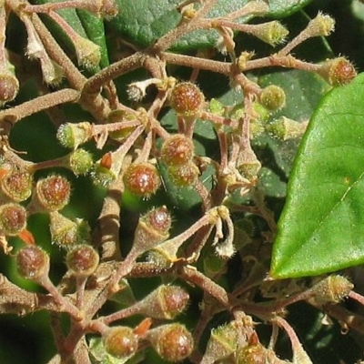 Pomaderris discolor