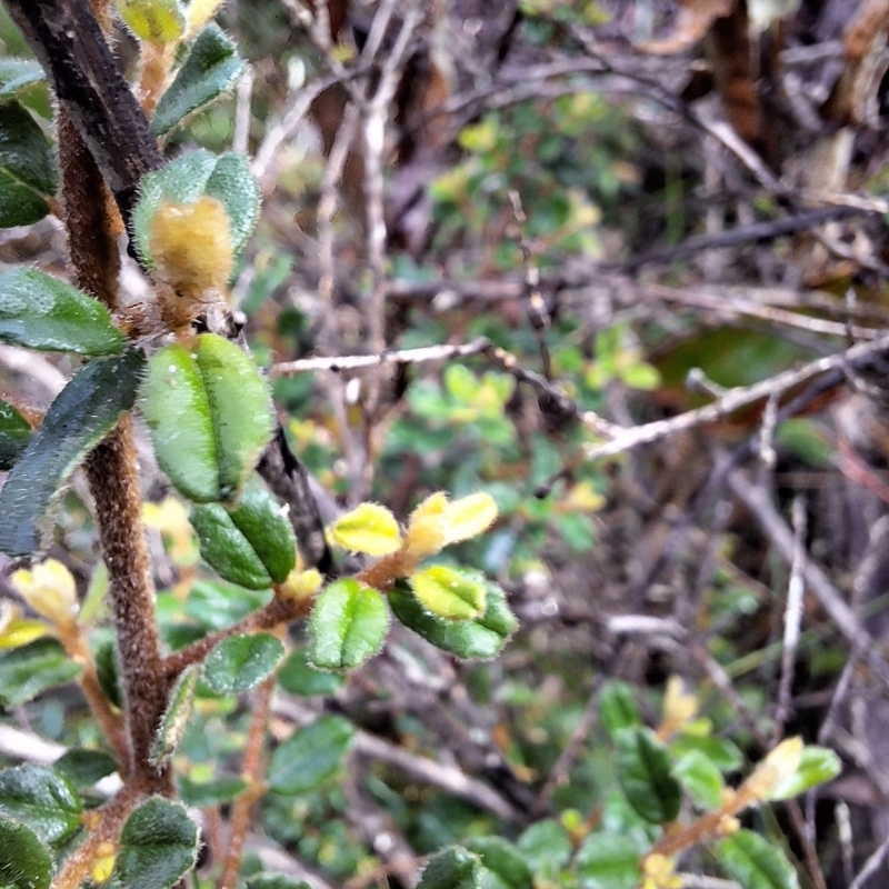 Pomaderris elachophylla