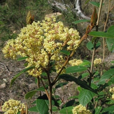 Pomaderris ferruginea