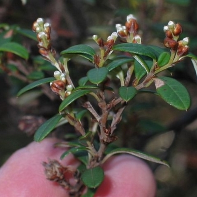 Pomaderris ledifolia