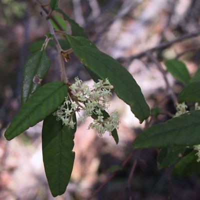 Pomaderris ligustrina subsp. ligustrina