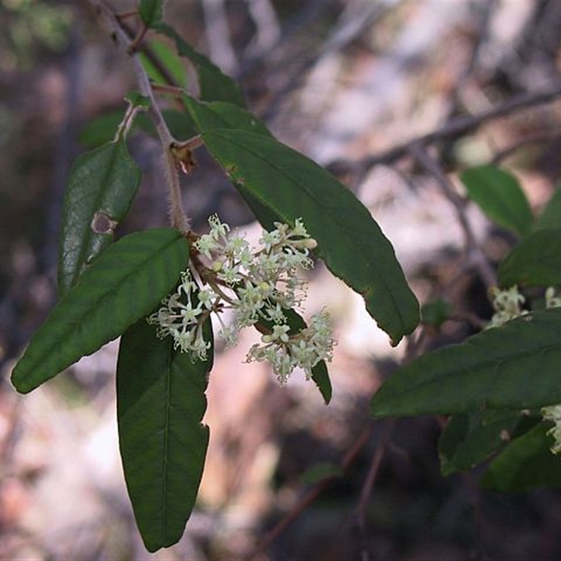 Pomaderris ligustrina subsp. ligustrina