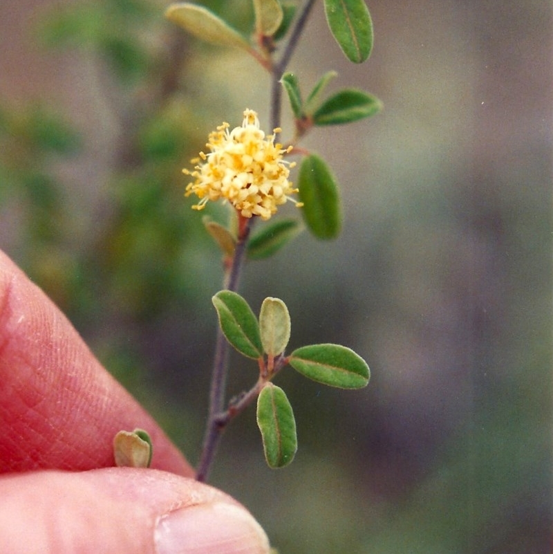 Pomaderris pallida