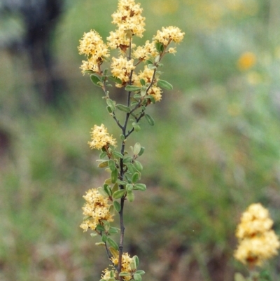 Pomaderris pallida