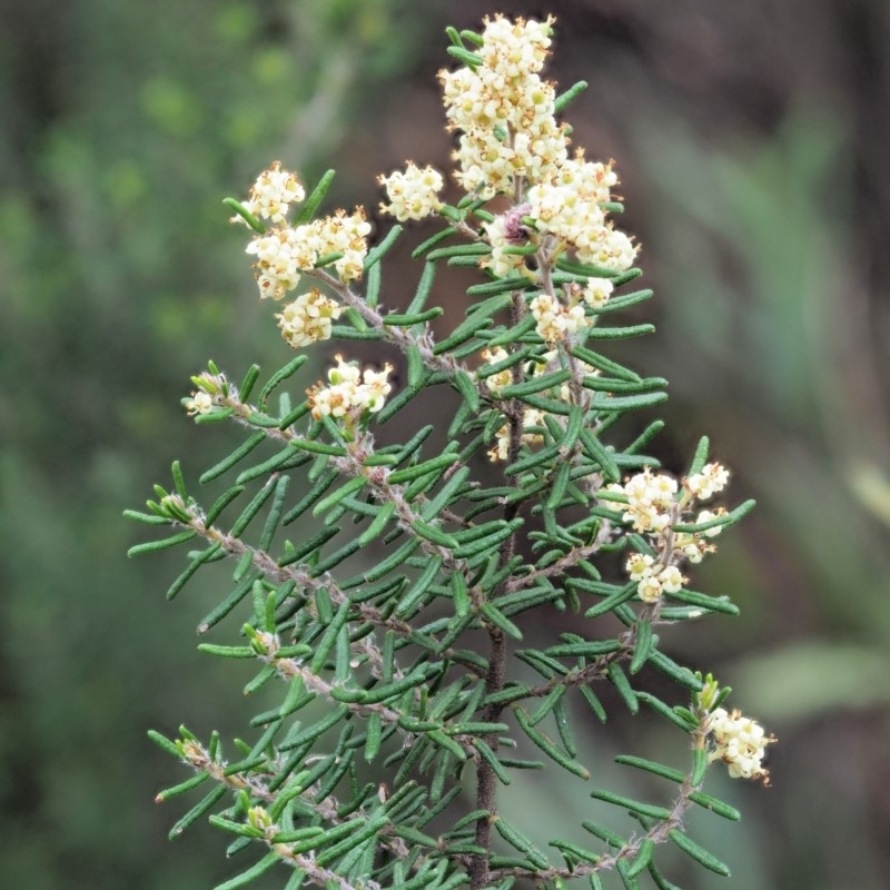 Pomaderris phylicifolia subsp. ericoides